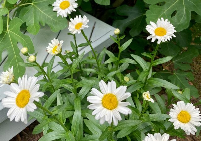 The daisies in my garden