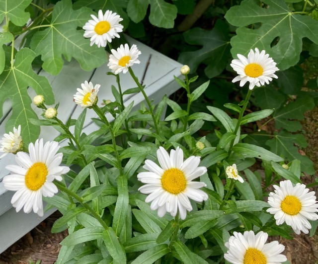 The daisies in my garden