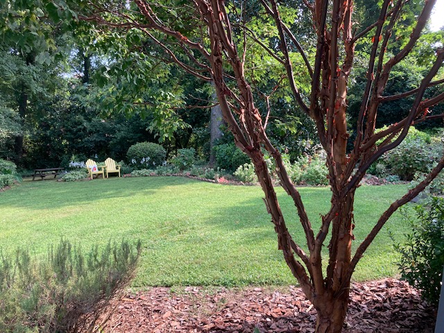 backyard garden