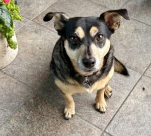 Our dog Mae
