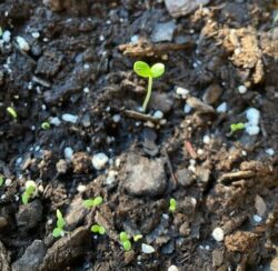 Zinnia seeds sprouting